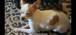 Lost Female Dog last seen Wickham fen way, boise, Boise, ID 83709