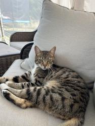 Lost Male Cat last seen Barberton WA area 113th street- Main Street near neighborhood is 119th st, Vancouver, WA 98686