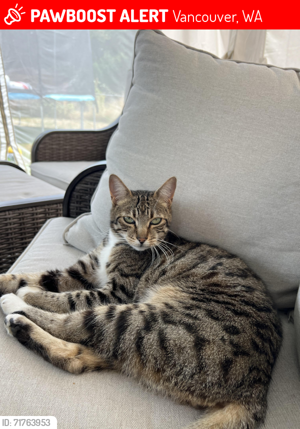 Lost Male Cat last seen Barberton WA area 113th street- Main Street near neighborhood is 119th st, Vancouver, WA 98686