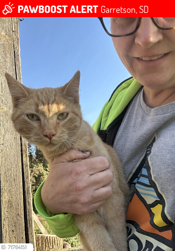 Lost Male Cat last seen 481st avenue , Garretson, SD 57030