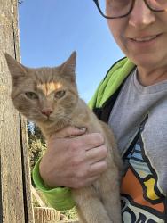 Lost Male Cat last seen 481st avenue , Garretson, SD 57030