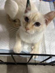 Lost Female Cat last seen Near 256th street, Garretson, SD 57030