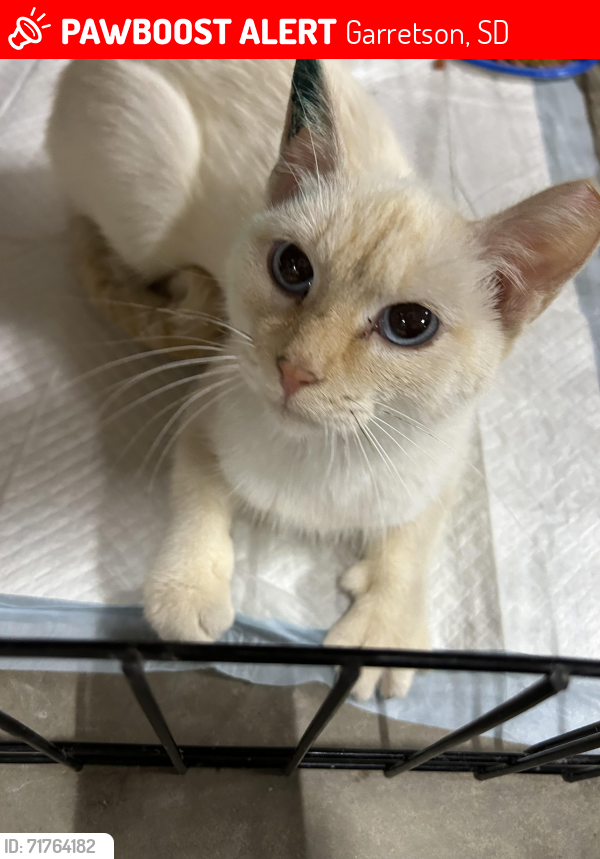 Lost Female Cat last seen Near 256th street, Garretson, SD 57030