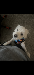 Lost Male Dog last seen Olden way road , Yakima County, WA 98948