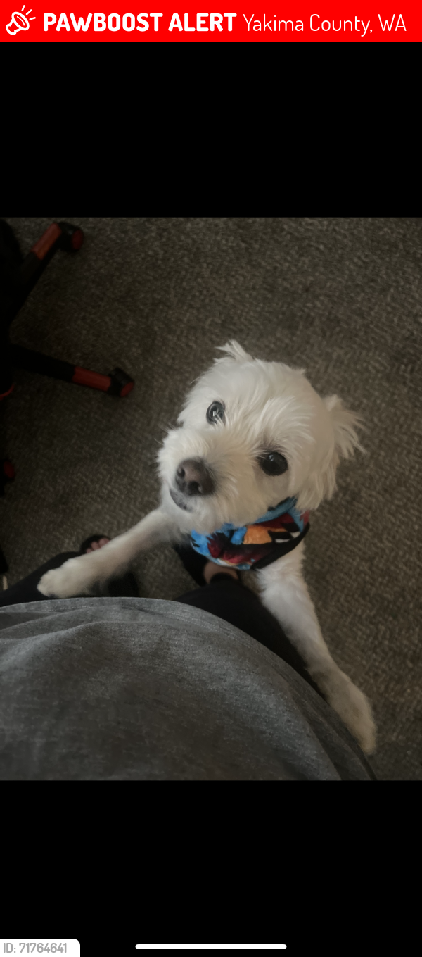 Lost Male Dog last seen Olden way road , Yakima County, WA 98948
