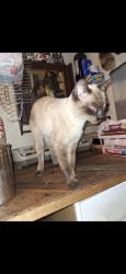 Lost Female Cat last seen Thousand Oaks, San Antonio, TX 78232