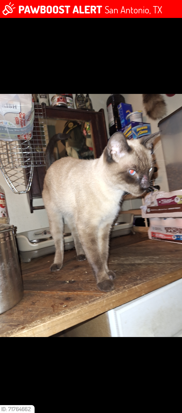 Lost Female Cat last seen Thousand Oaks, San Antonio, TX 78232