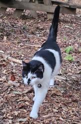 Lost Male Cat last seen Palm lake circle and Palm lake drive, Orlando, FL 32819