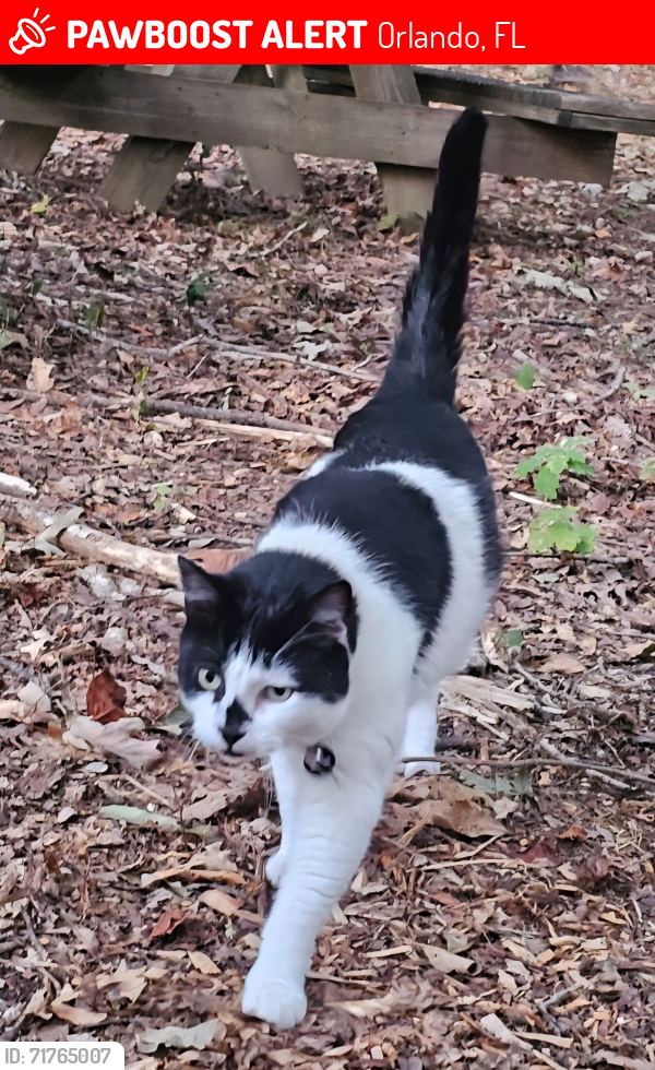Lost Male Cat last seen Palm lake circle and Palm lake drive, Orlando, FL 32819