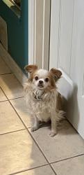Lost Male Dog last seen Mission Ave and El Camino Ave., Carmichael, CA 95608