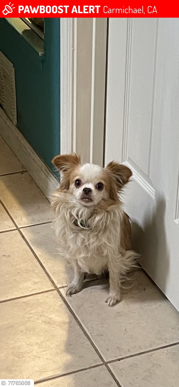 Lost Male Dog last seen Mission Ave and El Camino Ave., Carmichael, CA 95608