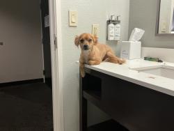 Lost Male Dog last seen 44th and Bryant , Oklahoma City, OK 73135