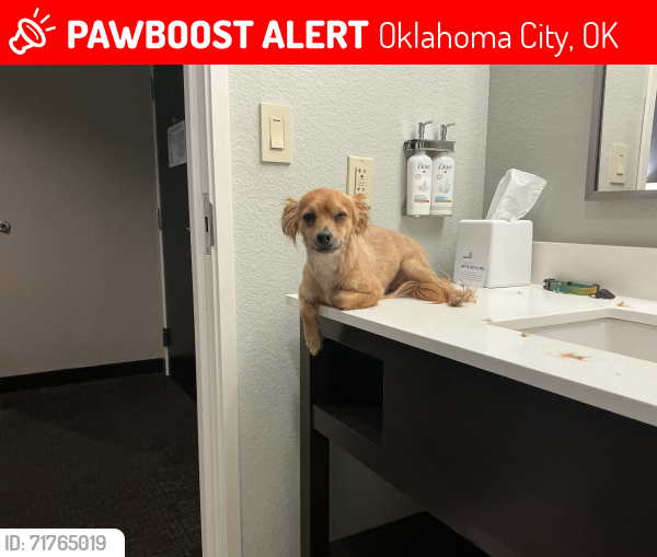 Lost Male Dog last seen 44th and Bryant , Oklahoma City, OK 73135