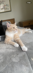 Lost Male Cat last seen c/o Los Arcos and Nipomo, Long Beach, CA, Long Beach, CA 90815
