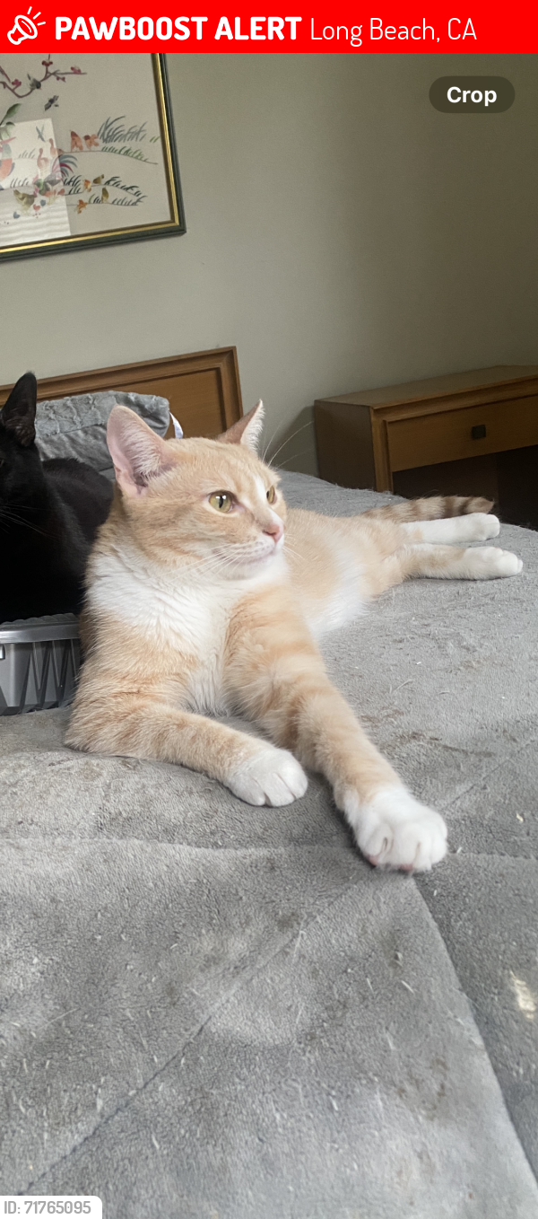 Lost Male Cat last seen c/o Los Arcos and Nipomo, Long Beach, CA, Long Beach, CA 90815