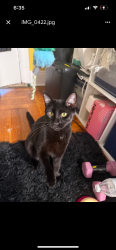 Lost Male Cat last seen Between Beverly and Tilden, Brooklyn, NY 11226