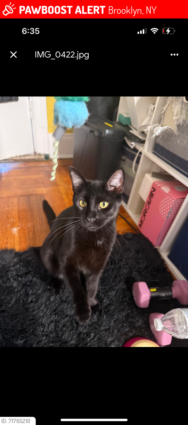 Lost Male Cat last seen Between Beverly and Tilden, Brooklyn, NY 11226