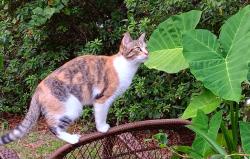 Lost Female Cat last seen Ridgewood, Daphne, AL 36526