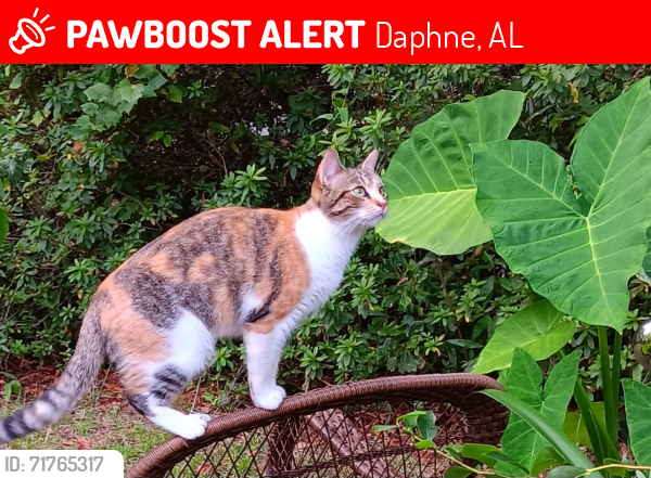 Lost Female Cat last seen Ridgewood, Daphne, AL 36526