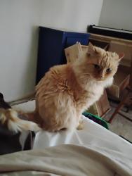 Lost Male Cat last seen Regent Rd Oregon hse CA , Oregon House, CA 95962