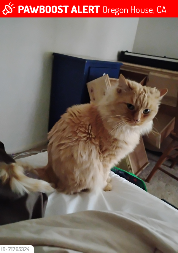 Lost Male Cat last seen Regent Rd Oregon hse CA , Oregon House, CA 95962