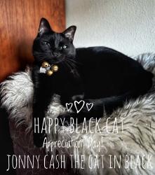 Lost Male Cat last seen Summer Trace apmts , Fort Morgan, AL 36542