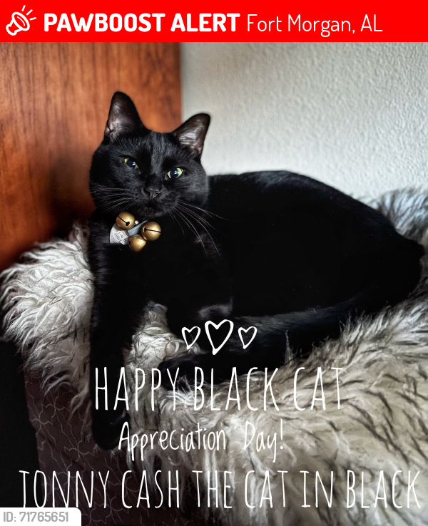 Lost Male Cat last seen Summer Trace apmts , Fort Morgan, AL 36542