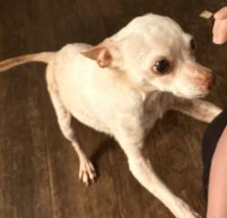 Lost Male Dog last seen Wildflower Dr. and Violet Ct, Montgomery County, TX 77354