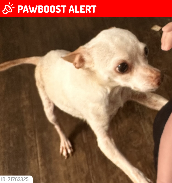 Lost Male Dog last seen Wildflower Dr. and Violet Ct, Montgomery County, TX 77354
