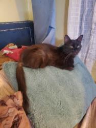 Lost Female Cat last seen Near Euclid ave , San Diego, CA 92105