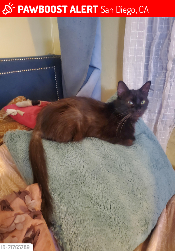 Lost Female Cat last seen Near Euclid ave , San Diego, CA 92105
