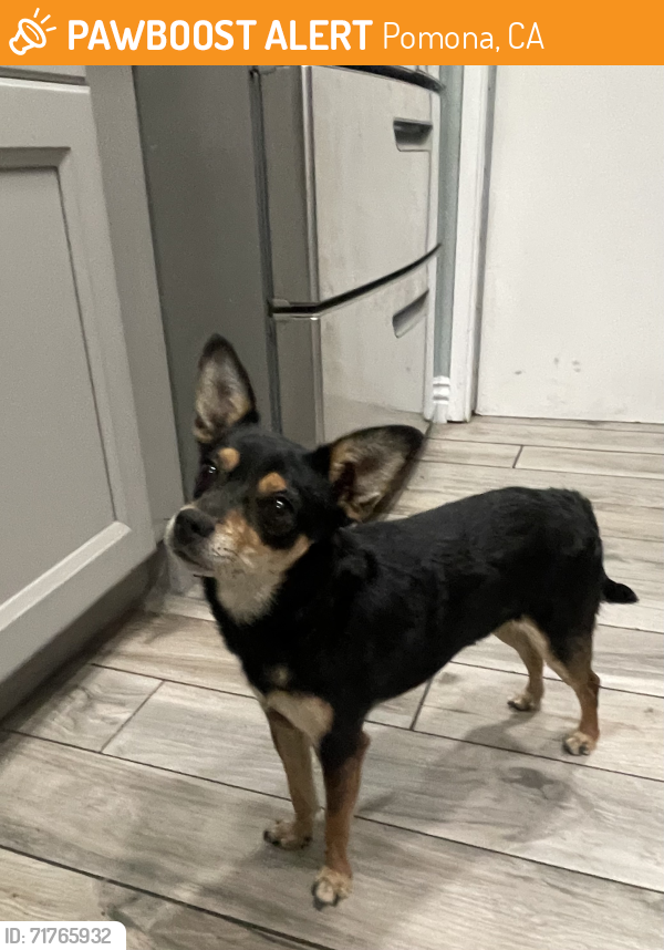 Pomona, CA Stray Female Dog Found Near Ganesha Pomona Ca | PawBoost