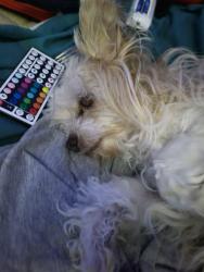 Lost Male Dog last seen S Beech St , Toppenish, WA 98948