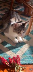 Lost Female Cat last seen Curzon Street, Padstow Heights, NSW 2211