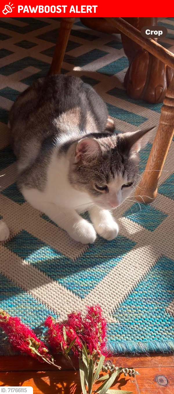Lost Female Cat last seen Curzon Street, Padstow Heights, NSW 2211