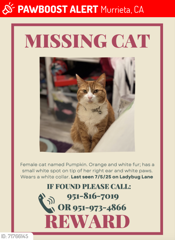 Lost Female Cat last seen Ladybug Lane & Fern Gully (Murrieta), Murrieta, CA 92563