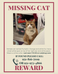 Lost Female Cat last seen Ladybug Lane & Fern Gully (Murrieta), Murrieta, CA 92563
