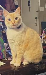 Lost Male Cat last seen 6th and Rene , Gresham, OR 97080