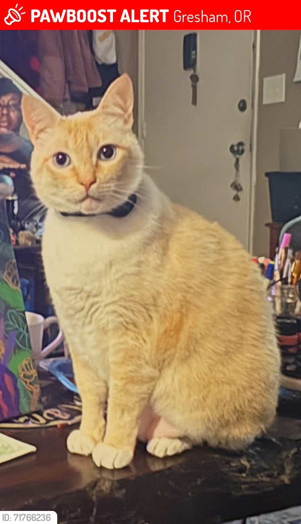 Lost Male Cat last seen 6th and Rene , Gresham, OR 97080