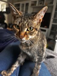 Lost Male Cat last seen Young Road, Greater London, England E16