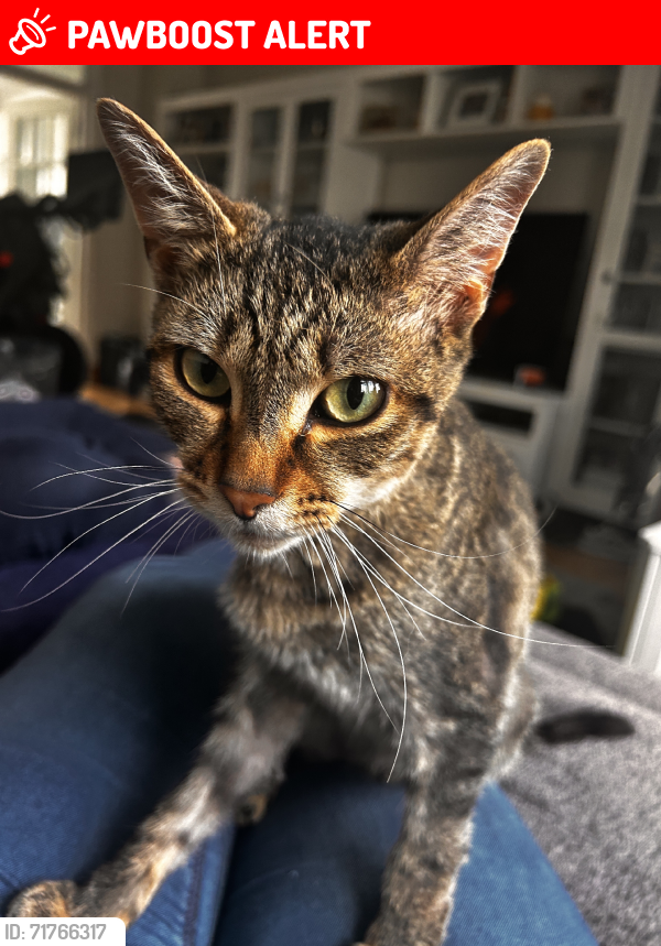 Lost Male Cat last seen Young Road, Greater London, England E16