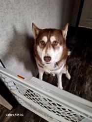 Lost Male Dog last seen Near County Road 711 / TN 39 Athens/Riceville , Athens, TN 37303