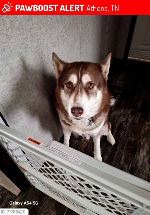Lost Male Dog last seen Near County Road 711 / TN 39 Athens/Riceville , Athens, TN 37303