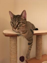 Lost Male Cat last seen Beechwood Drive/Erb Street Waterloo, ON, Waterloo, ON N2T 2C5