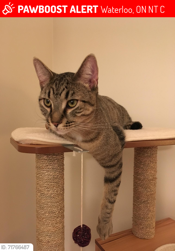 Lost Male Cat last seen Beechwood Drive/Erb Street Waterloo, ON, Waterloo, ON N2T 2C5