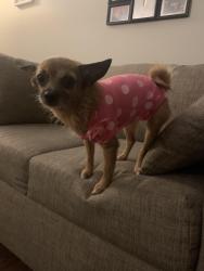Lost Female Dog last seen Tractor Supply store (6915 Windchase Dr, Horn Lake, MS), Horn Lake, MS 38637