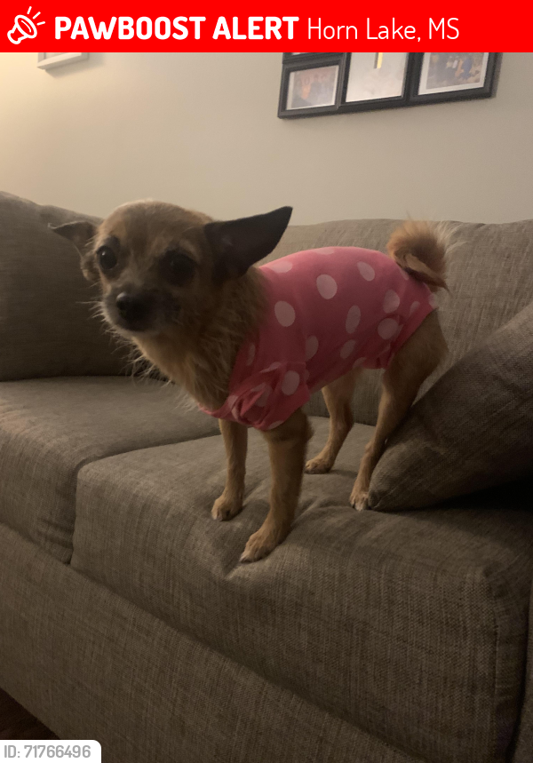 Lost Female Dog last seen Tractor Supply store (6915 Windchase Dr, Horn Lake, MS), Horn Lake, MS 38637