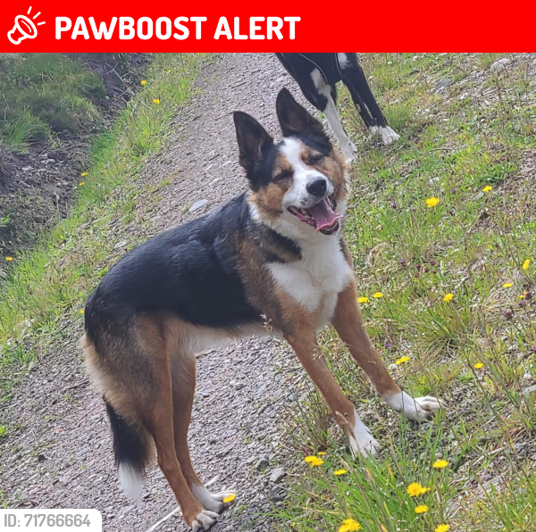 Lost Male Dog last seen Culburnie, Kiltarlity, Scotland IV4 7BF