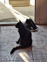 Lost Male Cat last seen Indian rock Rd and  N. Santa FE , Vista, CA 92083