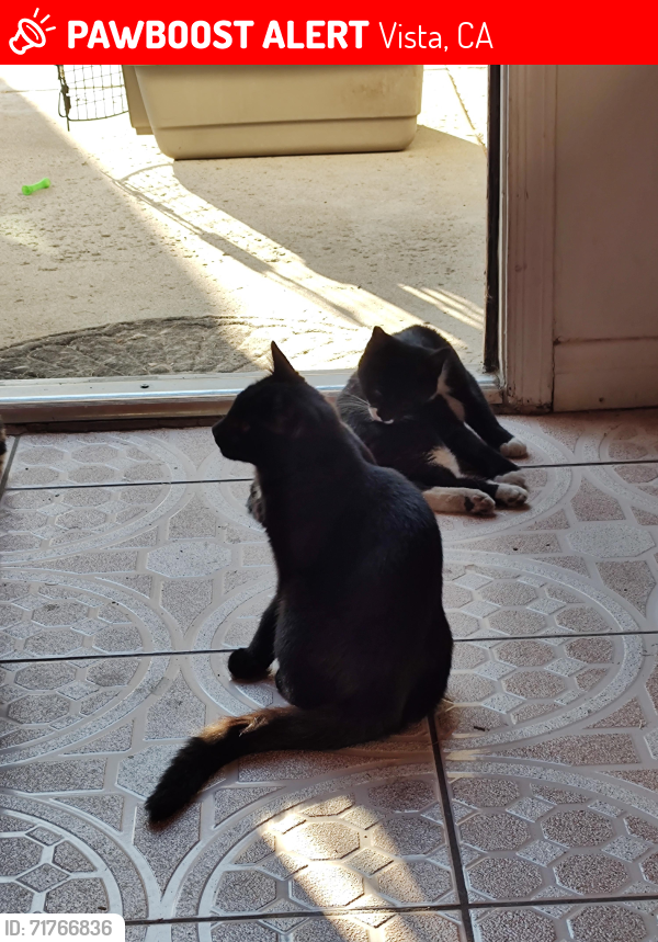 Lost Male Cat last seen Indian rock Rd and  N. Santa FE , Vista, CA 92083